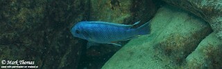 Labeotropheus fuelleborni 'Border'.jpg