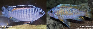 Labeotropheus fuelleborni 'Chinyankwazi Island'.jpg