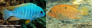 Labeotropheus fuelleborni 'Chiwi Rock'.jpg
