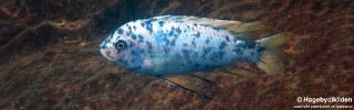Labeotropheus fuelleborni 'Fuawe Island'.jpg