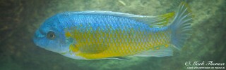 Labeotropheus fuelleborni 'Kavumu Rock'.jpg