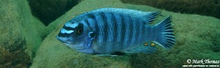 Labeotropheus fuelleborni 'Lifuma'.jpg
