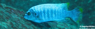 Labeotropheus fuelleborni 'Linganjala Reef'.jpg