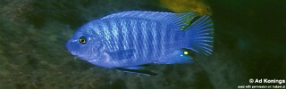 Labeotropheus fuelleborni 'Luwala Reef'.jpg