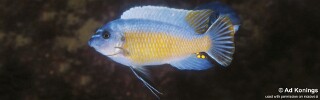 Labeotropheus fuelleborni 'Maison Reef'.jpg