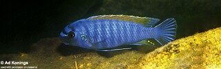 Labeotropheus fuelleborni 'Makanjila'.jpg