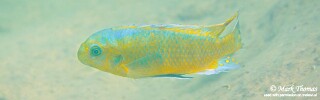 Labeotropheus fuelleborni 'Makankha Rocks'.jpg