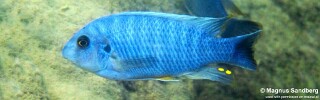 Labeotropheus fuelleborni 'Maleri Island'.jpg
