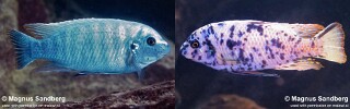 Labeotropheus fuelleborni 'Mara Rocks'.jpg