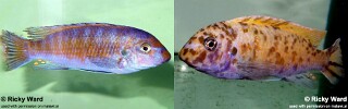 Labeotropheus fuelleborni 'Mbamba Bay'.jpg
