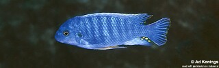 Labeotropheus fuelleborni 'N'kolongwe'.jpg
