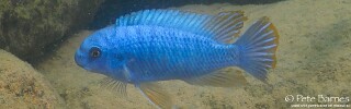 Labeotropheus fuelleborni 'Namalenje Island'.jpg
