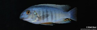 Labeotropheus fuelleborni 'Ndonga'.jpg
