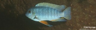 Labeotropheus fuelleborni 'Nkhungu Reef'.jpg