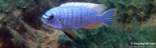 Labeotropheus fuelleborni 'Penga Penga Island'.jpg