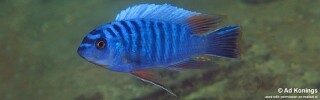 Labeotropheus fuelleborni 'Thumbi East Island'.jpg