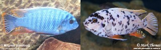 Labeotropheus fuelleborni 'Thumbi West Island'.jpg