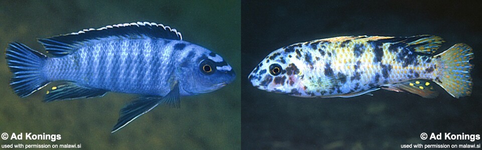 Labeotropheus trewavasae 'Higga Reef'