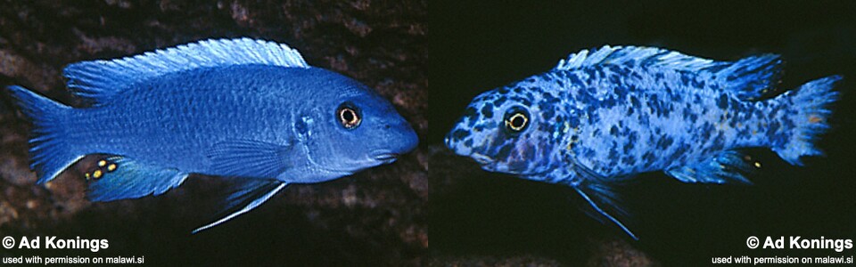 Labeotropheus trewavasae 'Likoma Island'