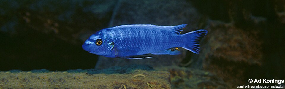 Labeotropheus trewavasae 'Lupingu'