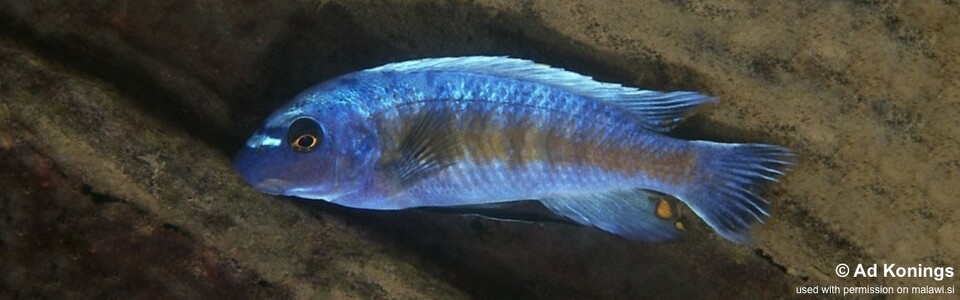Labeotropheus trewavasae 'Lutara Reef'