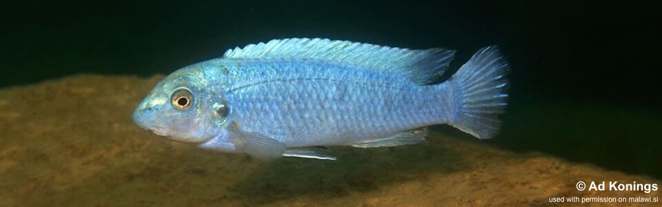 Labeotropheus trewavasae 'Mara Rocks'