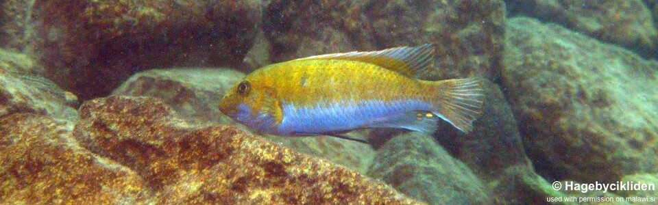 Labeotropheus trewavasae 'Masinje'
