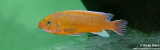 Labeotropheus trewavasae 'Chilumba'.jpg