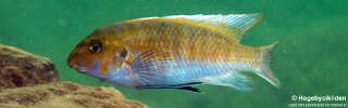 Labeotropheus trewavasae 'Chiofu'.jpg