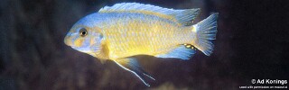 Labeotropheus trewavasae 'Chirwa Island'.jpg