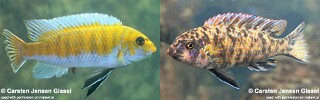 Labeotropheus trewavasae 'Gome'.jpg