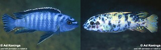 Labeotropheus trewavasae 'Higga Reef'.jpg