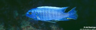 Labeotropheus trewavasae 'Kirondo'.jpg