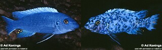 Labeotropheus trewavasae 'Likoma Island'.jpg