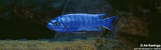 Labeotropheus trewavasae 'Lupingu'.jpg