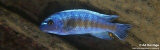 Labeotropheus trewavasae 'Lutara Reef'.jpg