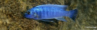 Labeotropheus trewavasae 'Magunga'.jpg