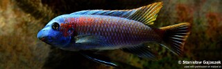 Labeotropheus trewavasae 'Makankha Rocks'.jpg