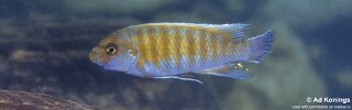 Labeotropheus trewavasae 'Mala Point'.jpg