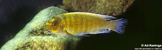 Labeotropheus trewavasae 'Metangula'.jpg