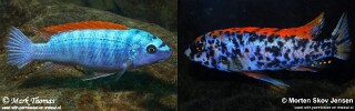 Labeotropheus trewavasae 'Mitande Reef (Rocks)'.jpg