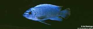 Labeotropheus trewavasae 'Mphanga Rocks'.jpg