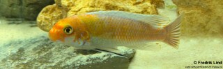Labeotropheus trewavasae 'Ndumbi Point''.jpg