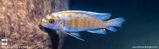 Labeotropheus trewavasae 'Tundu Rocks'.jpg