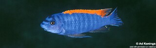 Labeotropheus trewavasae 'Zimbawe Rock'.jpg