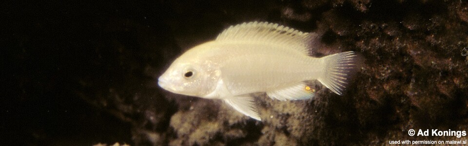 Labidochromis caeruleus 'Nkhoso Point'