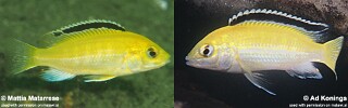 Labidochromis caeruleus 'Lions Cove'.jpg
