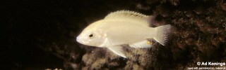 Labidochromis caeruleus 'Nkhoso Point'.jpg