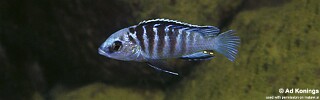 Labidochromis caeruleus 'Undu Point'.jpg