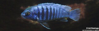 Labidochromis freibergi 'Maingano Island'.jpg
